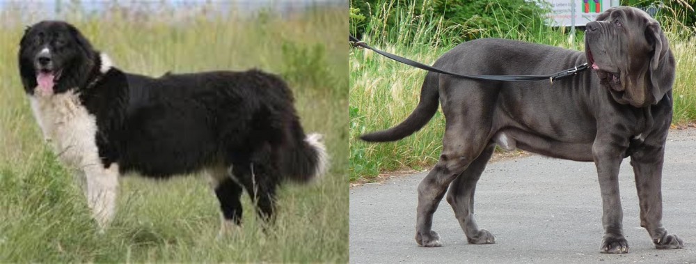 Neapolitan Mastiff vs Bulgarian Shepherd - Breed Comparison