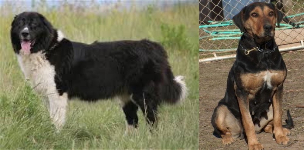 New Zealand Huntaway vs Bulgarian Shepherd - Breed Comparison