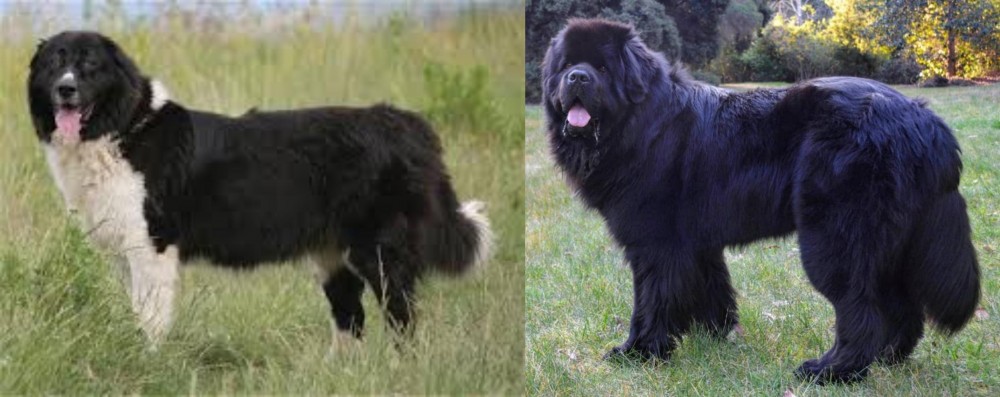 Newfoundland Dog vs Bulgarian Shepherd - Breed Comparison