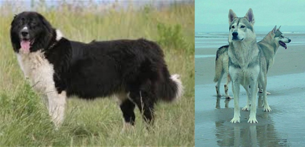 Northern Inuit Dog vs Bulgarian Shepherd - Breed Comparison
