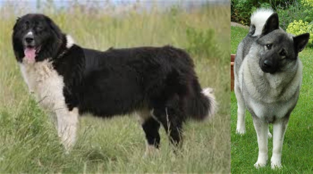 Norwegian Elkhound vs Bulgarian Shepherd - Breed Comparison