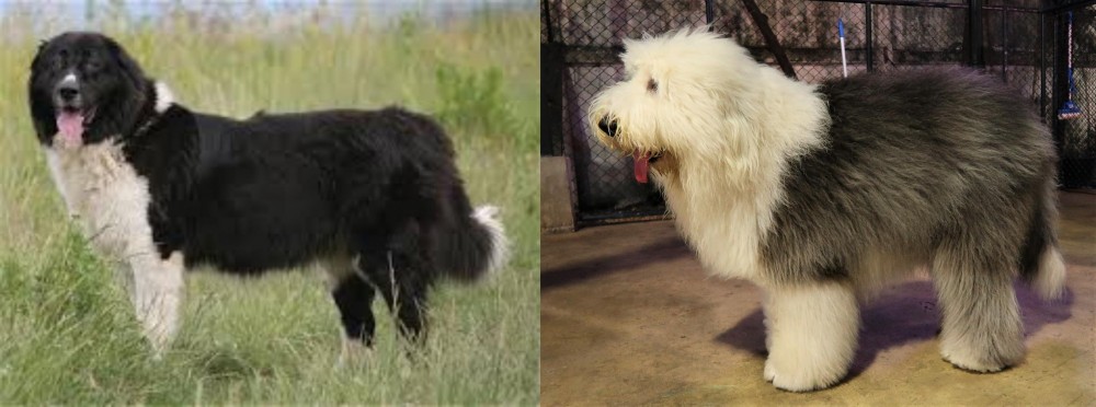 Old English Sheepdog vs Bulgarian Shepherd - Breed Comparison
