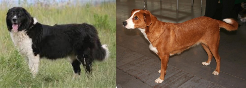Osterreichischer Kurzhaariger Pinscher vs Bulgarian Shepherd - Breed Comparison