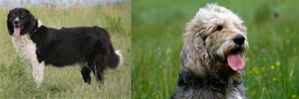 Otterhound vs Bulgarian Shepherd - Breed Comparison