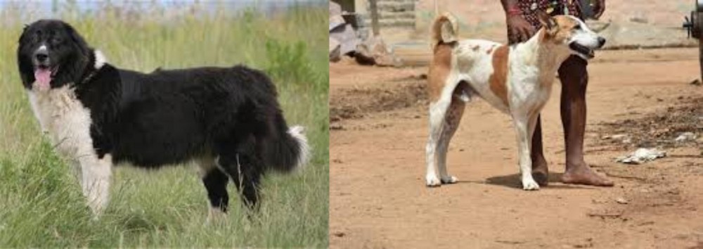 Pandikona vs Bulgarian Shepherd - Breed Comparison