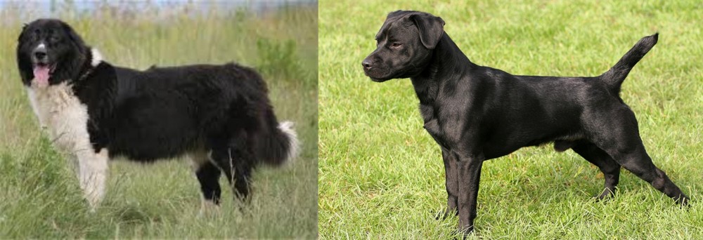 Patterdale Terrier vs Bulgarian Shepherd - Breed Comparison