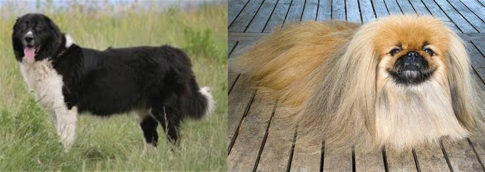Pekingese vs Bulgarian Shepherd - Breed Comparison