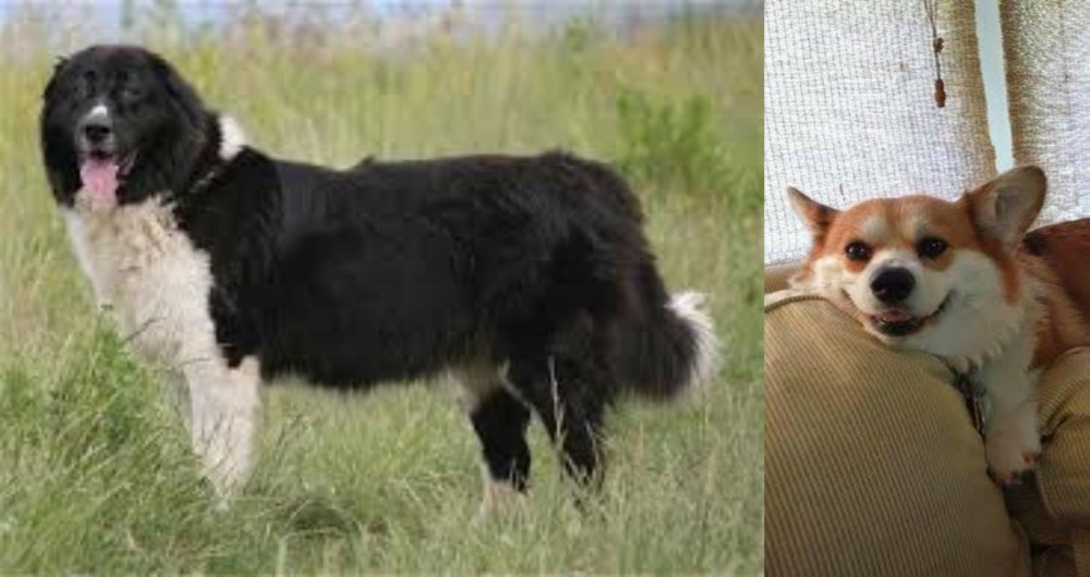 Pembroke Welsh Corgi vs Bulgarian Shepherd - Breed Comparison