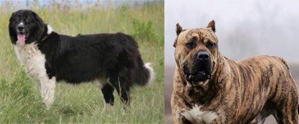 Perro de Presa Canario vs Bulgarian Shepherd - Breed Comparison