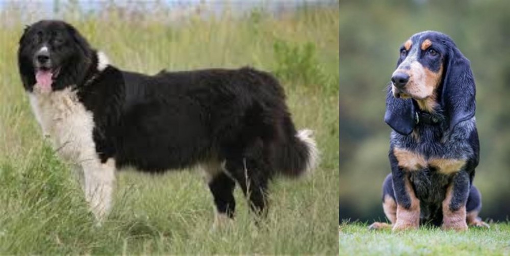 Petit Bleu de Gascogne vs Bulgarian Shepherd - Breed Comparison