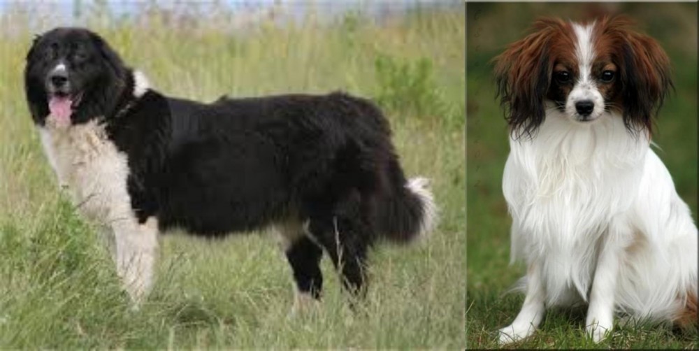 Phalene vs Bulgarian Shepherd - Breed Comparison