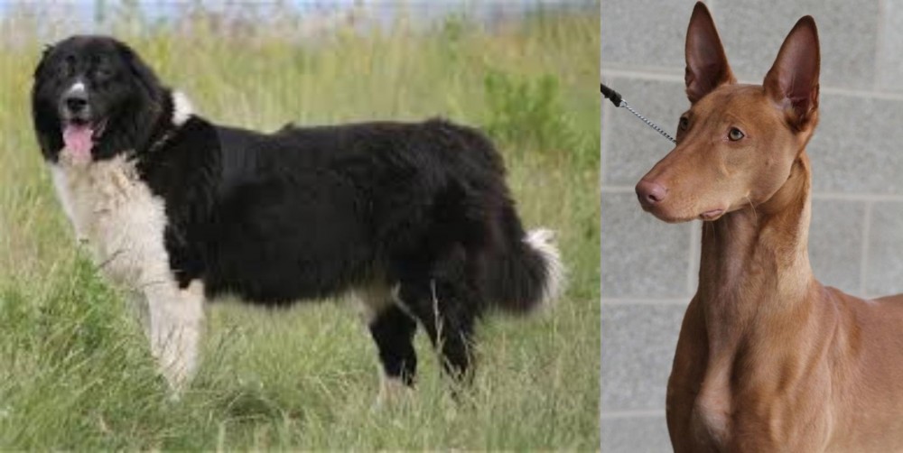 Pharaoh Hound vs Bulgarian Shepherd - Breed Comparison