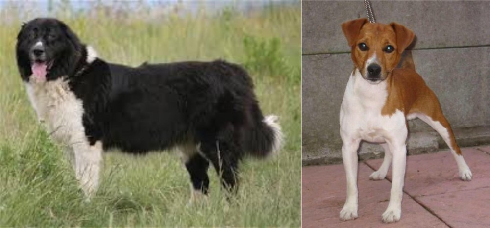 Plummer Terrier vs Bulgarian Shepherd - Breed Comparison
