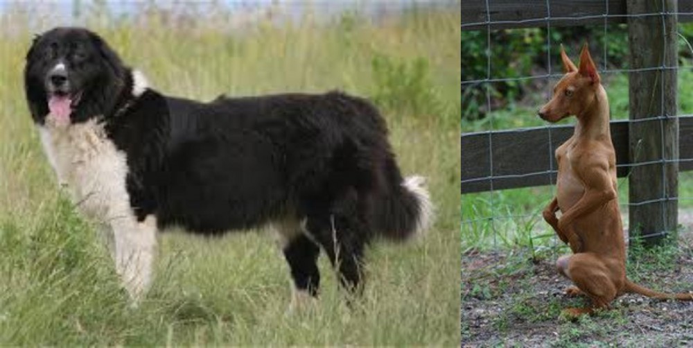 Podenco Andaluz vs Bulgarian Shepherd - Breed Comparison