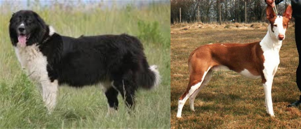 Podenco Canario vs Bulgarian Shepherd - Breed Comparison