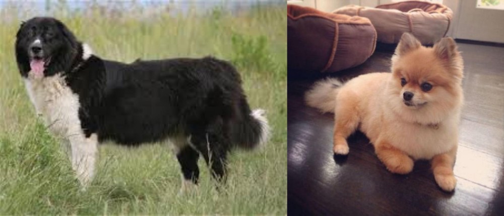 Pomeranian vs Bulgarian Shepherd - Breed Comparison