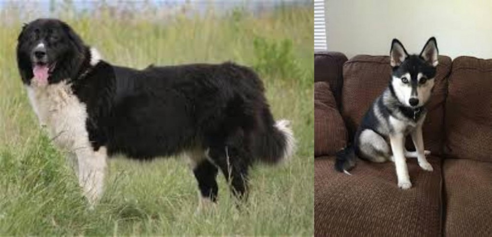 Pomsky vs Bulgarian Shepherd - Breed Comparison