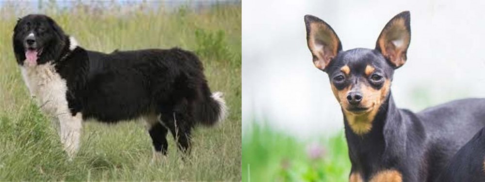 Prazsky Krysarik vs Bulgarian Shepherd - Breed Comparison