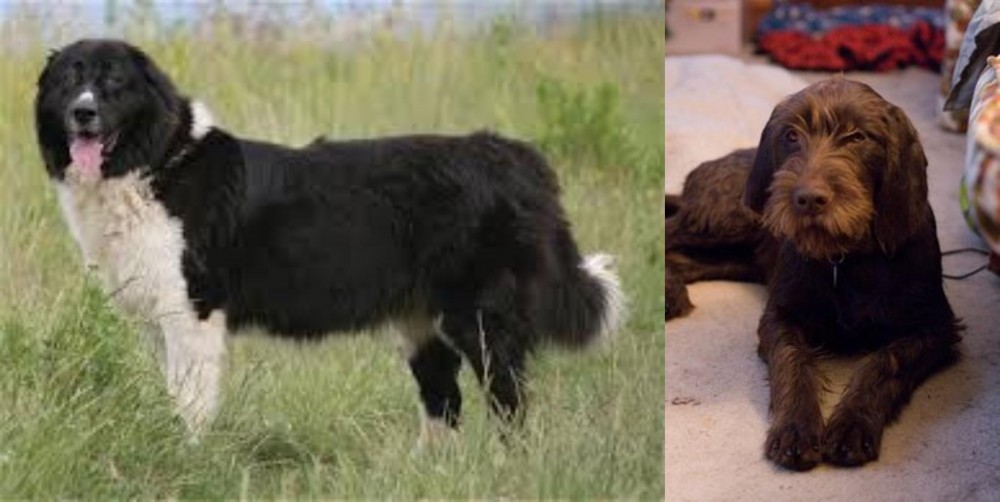 Pudelpointer vs Bulgarian Shepherd - Breed Comparison