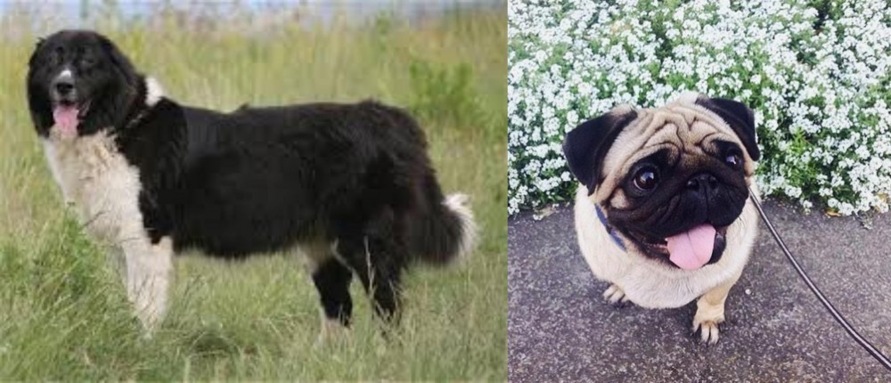 Pug vs Bulgarian Shepherd - Breed Comparison