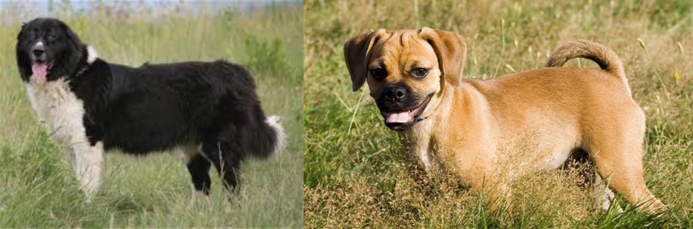 Puggle vs Bulgarian Shepherd - Breed Comparison