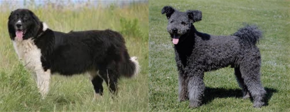 Pumi vs Bulgarian Shepherd - Breed Comparison