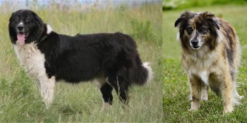 Pyrenean Shepherd vs Bulgarian Shepherd - Breed Comparison