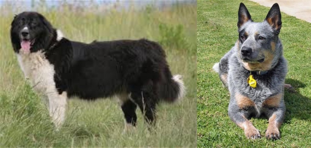 Queensland Heeler vs Bulgarian Shepherd - Breed Comparison