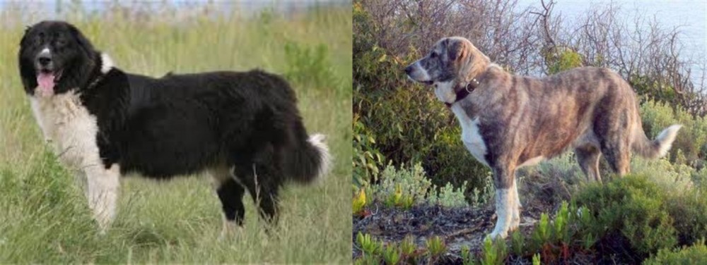 Rafeiro do Alentejo vs Bulgarian Shepherd - Breed Comparison