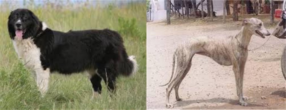 Rampur Greyhound vs Bulgarian Shepherd - Breed Comparison