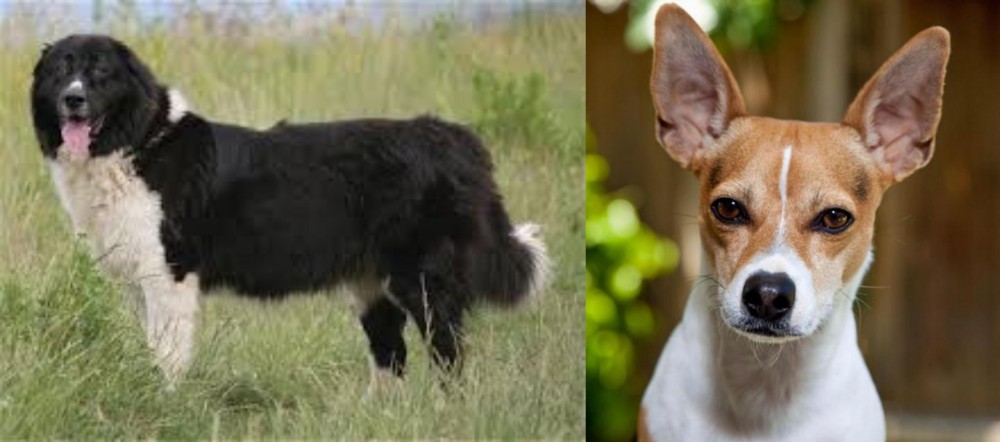 Rat Terrier vs Bulgarian Shepherd - Breed Comparison