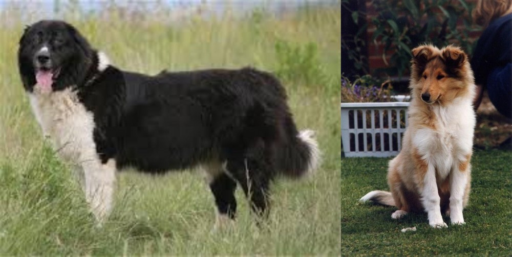 Rough Collie vs Bulgarian Shepherd - Breed Comparison