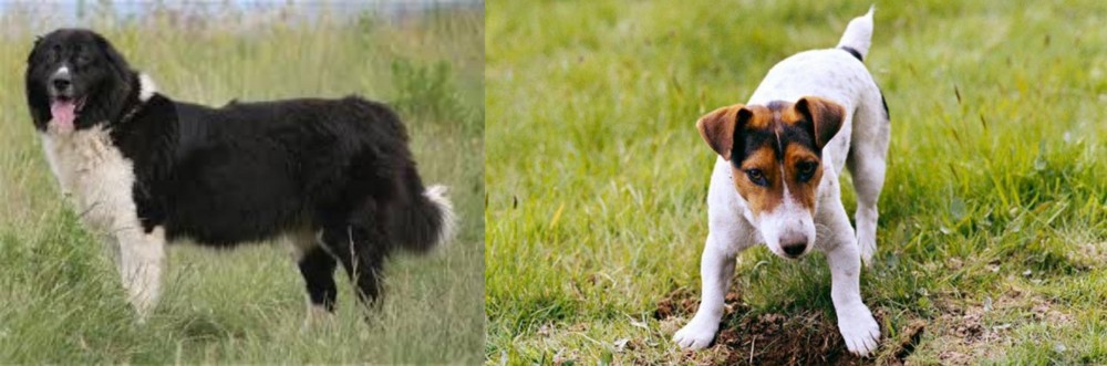 Russell Terrier vs Bulgarian Shepherd - Breed Comparison
