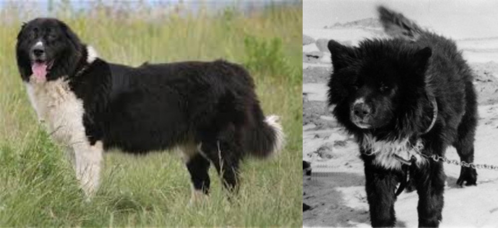 Sakhalin Husky vs Bulgarian Shepherd - Breed Comparison