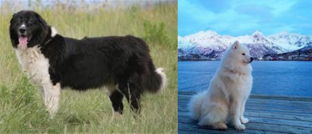 Samoyed vs Bulgarian Shepherd - Breed Comparison