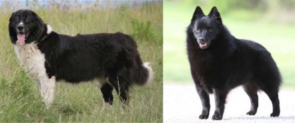 Schipperke vs Bulgarian Shepherd - Breed Comparison