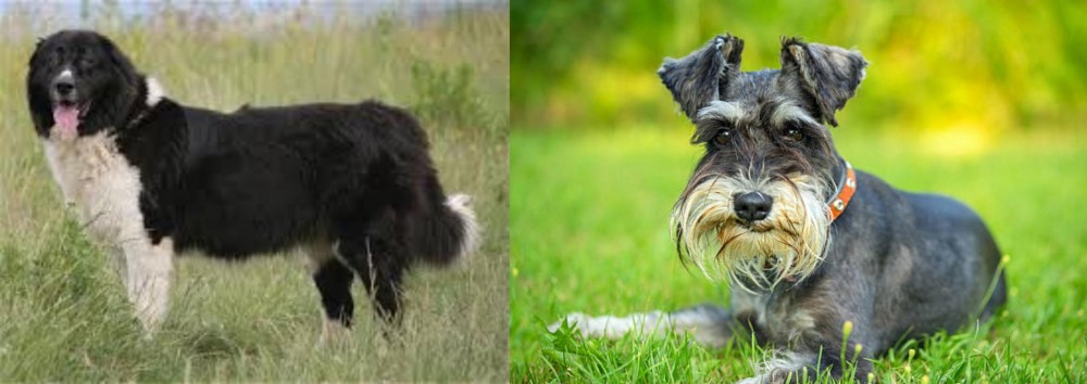 Schnauzer vs Bulgarian Shepherd - Breed Comparison