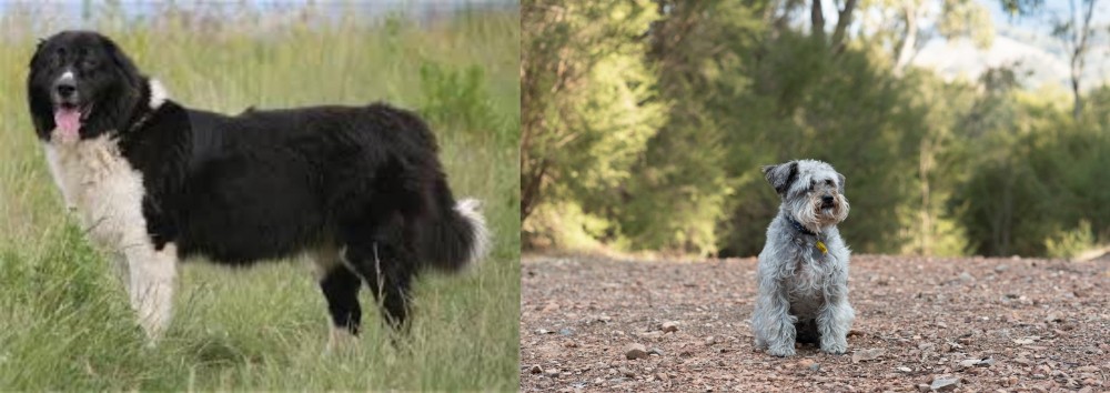 Schnoodle vs Bulgarian Shepherd - Breed Comparison