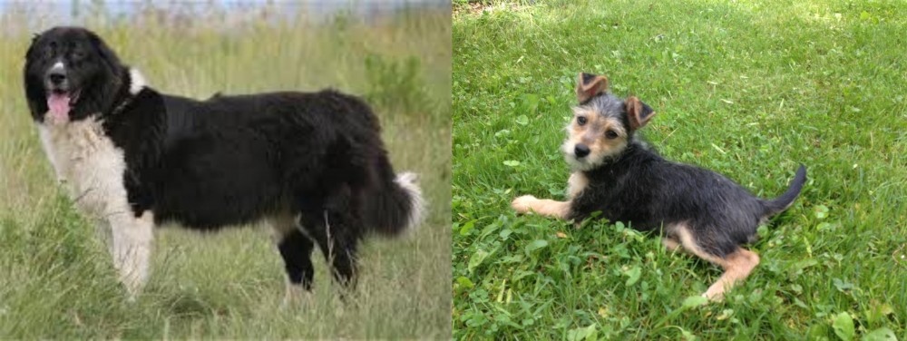 Schnorkie vs Bulgarian Shepherd - Breed Comparison