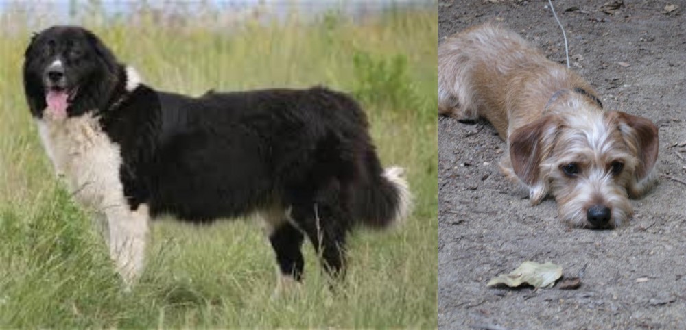 Schweenie vs Bulgarian Shepherd - Breed Comparison