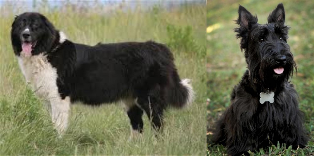 Scoland Terrier vs Bulgarian Shepherd - Breed Comparison