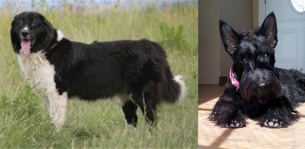 Scottish Terrier vs Bulgarian Shepherd - Breed Comparison