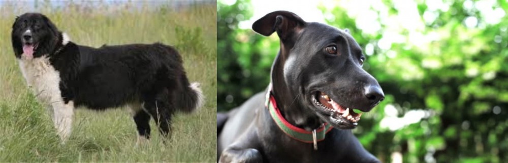 Shepard Labrador vs Bulgarian Shepherd - Breed Comparison