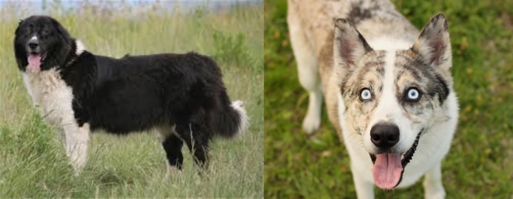 Shepherd Husky vs Bulgarian Shepherd - Breed Comparison
