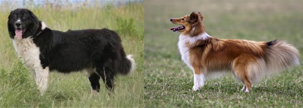 Shetland Sheepdog vs Bulgarian Shepherd - Breed Comparison