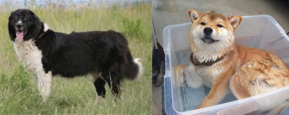 Shiba Inu vs Bulgarian Shepherd - Breed Comparison