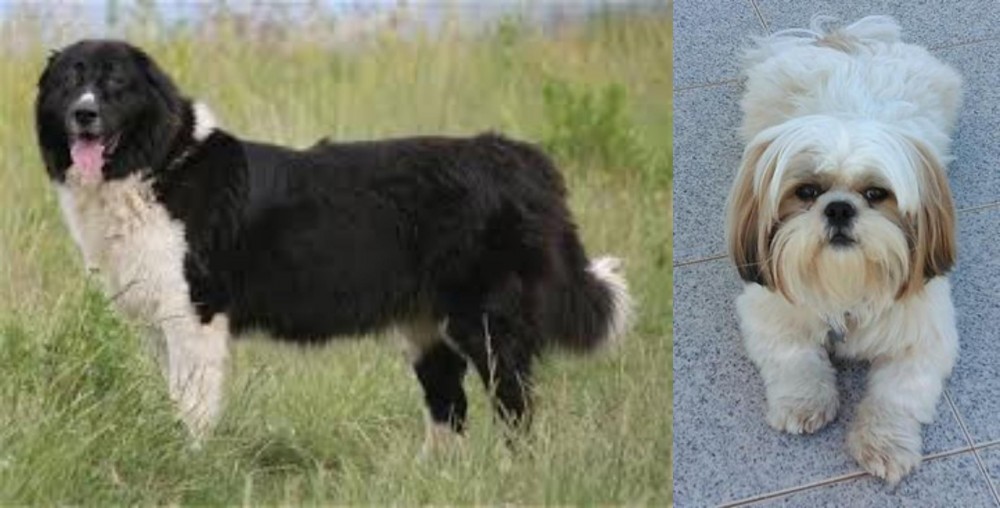 Shih Tzu vs Bulgarian Shepherd - Breed Comparison