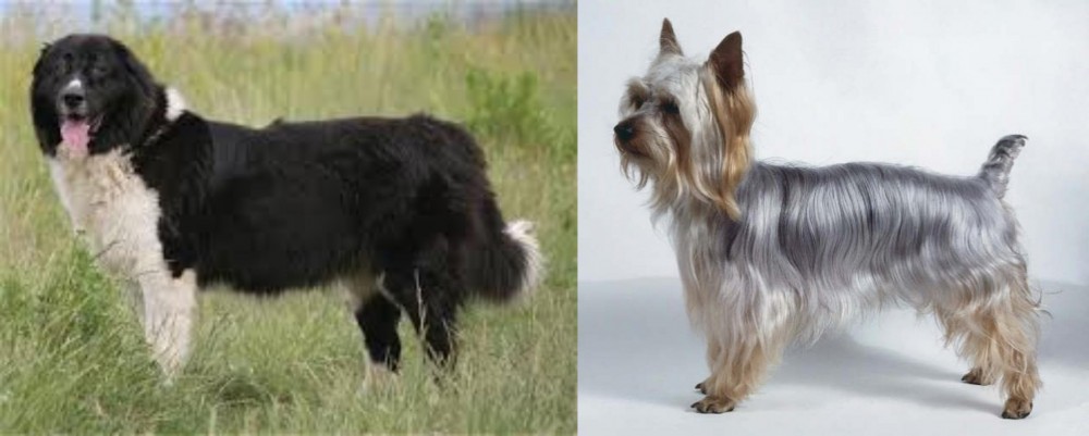 Silky Terrier vs Bulgarian Shepherd - Breed Comparison