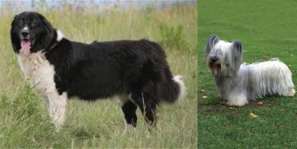 Skye Terrier vs Bulgarian Shepherd - Breed Comparison