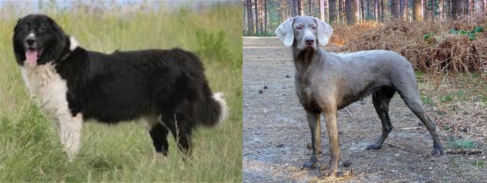Slovensky Hrubosrsty Stavac vs Bulgarian Shepherd - Breed Comparison